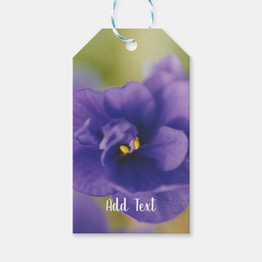 Blue African Violet Saintpaulia Cadeaulabel (Voorkant)