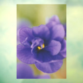 Blue African Violet Saintpaulia Raamsticker (Vel 3)