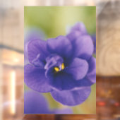 Blue African Violet Saintpaulia Raamsticker (Vel 2)