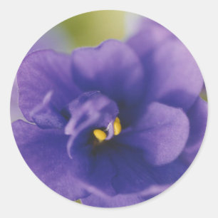 Blue African Violet Saintpaulia Ronde Sticker