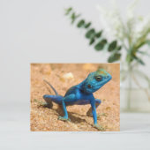 Blue Agama Sinaita Lizard Briefkaart (Staand voorkant)