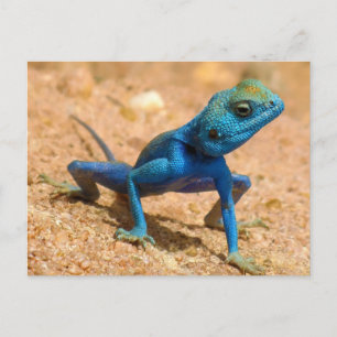 Blue Agama Sinaita Lizard Briefkaart