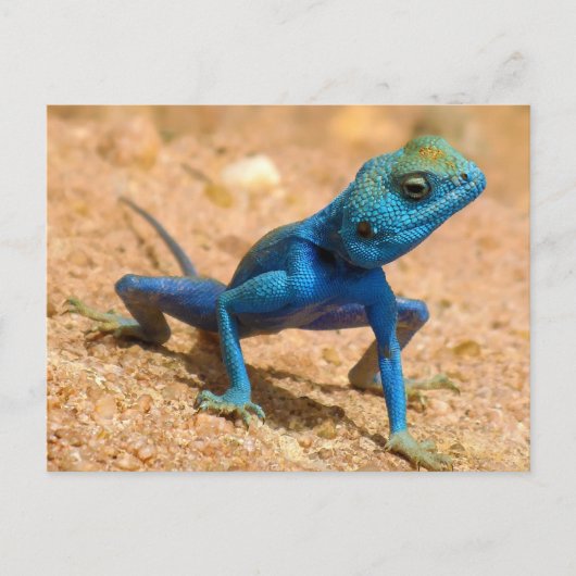 Blue Agama Sinaita Lizard Briefkaart (Voorkant)