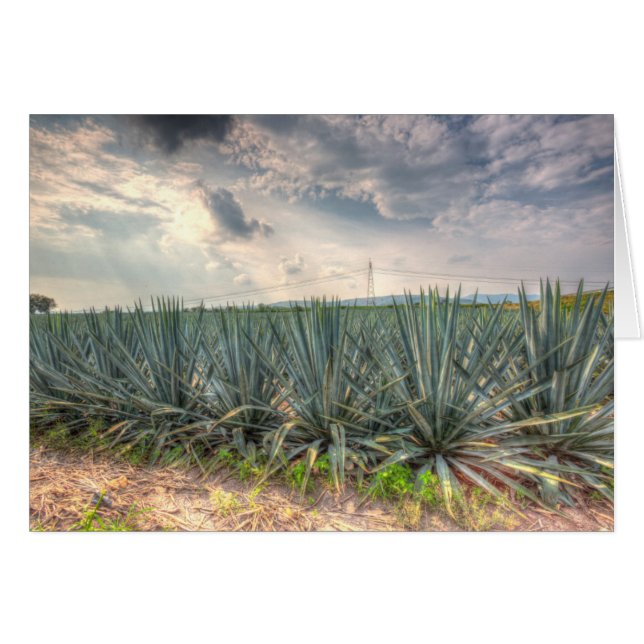 Blue Agave (Voorkant Horizontaal)
