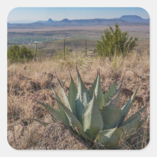 Blue Agave Fort Davis Texas Vierkante Sticker
