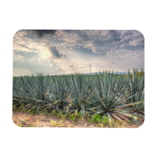Blue Agave Magneet (Horizontaal)