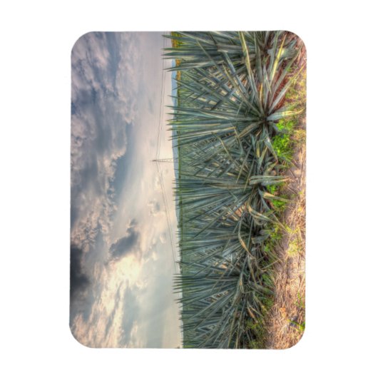 Blue Agave Magneet (Verticaal)