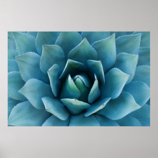 Blue Agave Poster