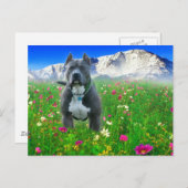 Blue American Pit Bull Terrier, Pikes Peak Briefkaart (Voorkant / Achterkant)