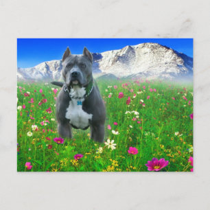 Blue American Pit Bull Terrier, Pikes Peak Briefkaart