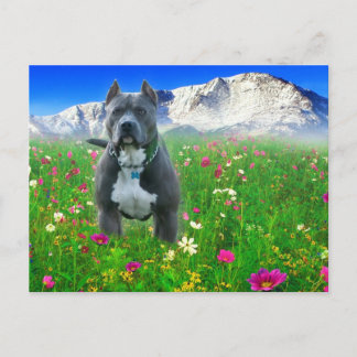 Blue American Pit Bull Terrier, Pikes Peak Briefkaart