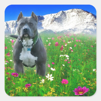 Blue American Pit Bull Terrier, Pikes Peak Vierkante Sticker