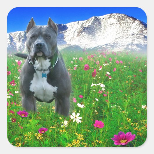 Blue American Pit Bull Terrier, Pikes Peak Vierkante Sticker (Voorkant)