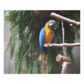 Blue and Gold Macaw Bird Foto Afdruk (Voorkant)
