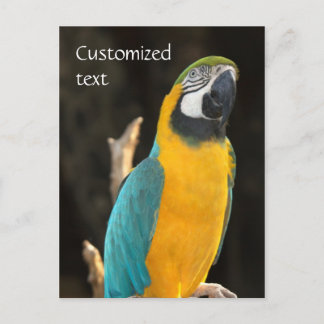 Blue and Gold Macaw Briefkaart