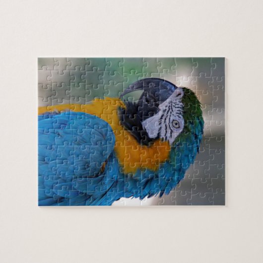 Blue and Gold Macaw Legpuzzel (Horizontaal)