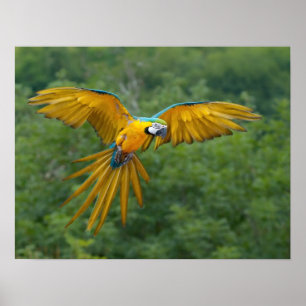 Blue and Gold Macaw Poster