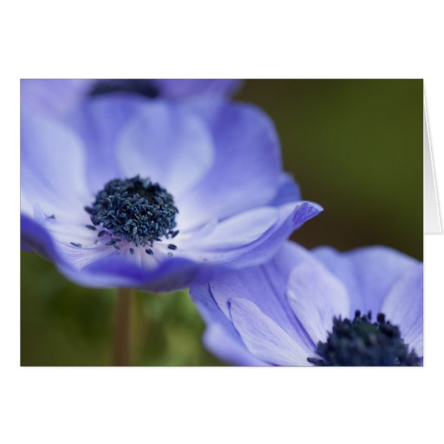 Blue Anemone (Voorkant Horizontaal)