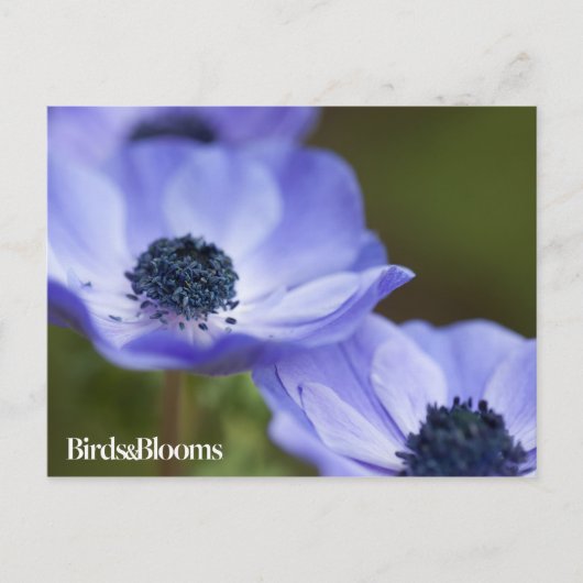 Blue Anemone Briefkaart (Voorkant)