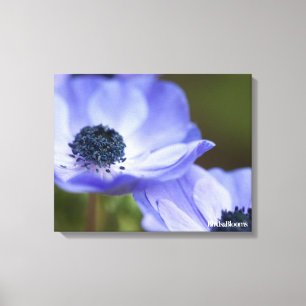 Blue Anemone Canvas Afdruk