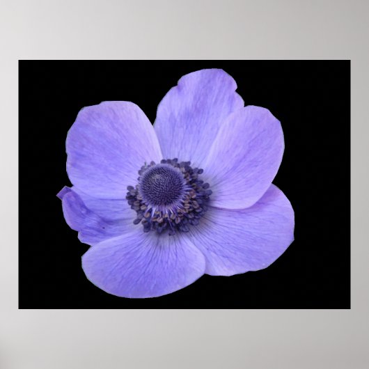 Blue Anemone Poster (Voorkant)