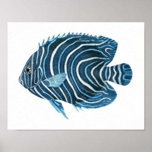 Blue Angel Fish Coastal Wall Art Decor Poster (Voorkant)