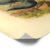 Blue Arfak Cuckoo Shrike Bird Print (Hoek)