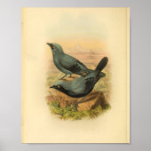 Blue Arfak Cuckoo Shrike Bird Print (Voorkant)