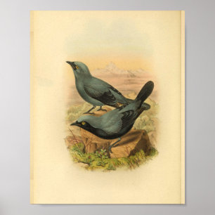 Blue Arfak Cuckoo Shrike Bird  Print