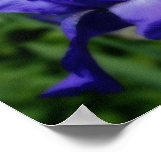 Blue Bearded Iris Flower Poster (Hoek)