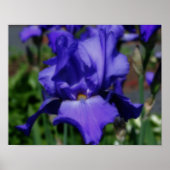 Blue Bearded Iris Flower Poster (Voorkant)