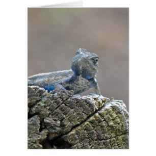 Blue Belly Alligator Lizard