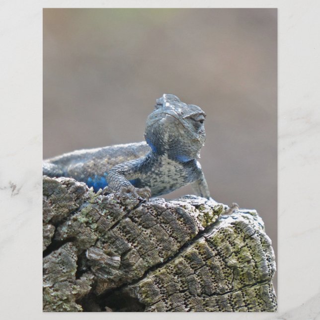 Blue Belly Alligator Lizard (Voorkant)