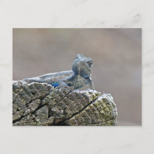 Blue Belly Alligator Lizard Briefkaart