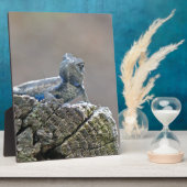 Blue Belly Alligator Lizard Fotoplaat (Zijkant)