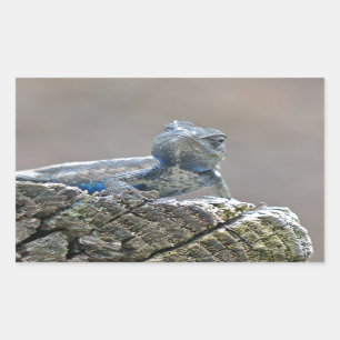 Blue Belly Alligator Lizard Rechthoekige Sticker