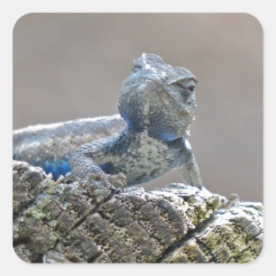 Blue Belly Alligator Lizard Vierkante Sticker