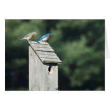 Blue Bird House, carte