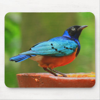 Blue Bird Mousepad Muismat