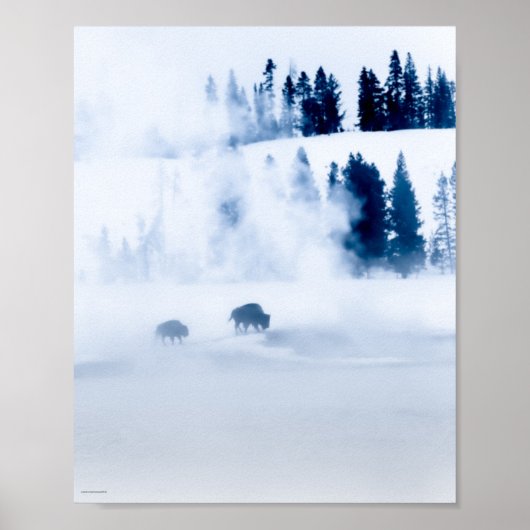 Blue Bison Poster (Voorkant)