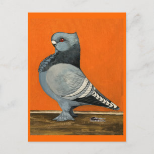 Blue Blondinette Pigeon Briefkaart