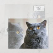 Blue British Shorthair met gouden ogen Briefkaart (Voorkant / Achterkant)