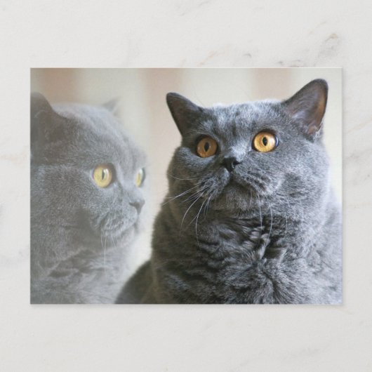 Blue British Shorthair met gouden ogen Briefkaart (Voorkant)