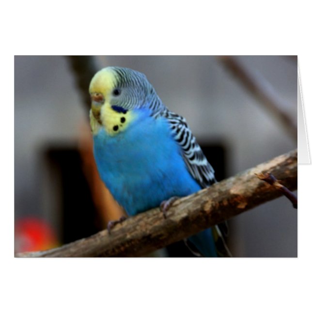 Blue Budgie (Voorkant Horizontaal)