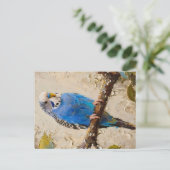 Blue Budgie Briefkaart (Staand voorkant)