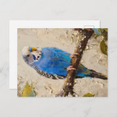 Blue Budgie Briefkaart (Voorkant / Achterkant)