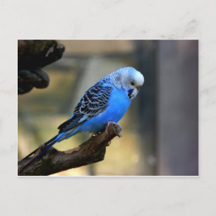 Blue Budgie Briefkaart