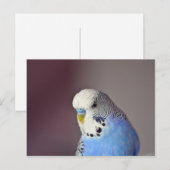 Blue Budgie Photo Briefkaart (Voorkant / Achterkant)