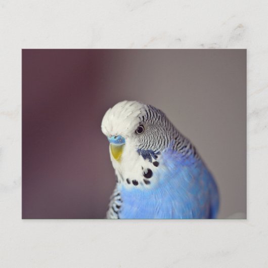  Blue Budgie Photo Briefkaart (Voorkant)