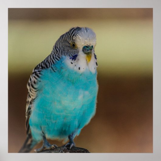 Blue Budgie Poster (Voorkant)